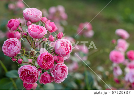 Pink roses in the garden. Blooming climbing roses on the bush. Flowers growing in the garden. 67229337