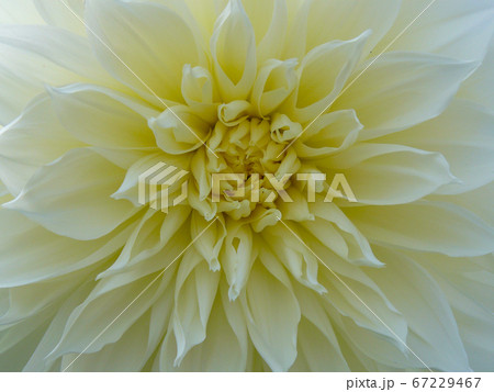 Light orange yellow dahlia flower macro photo. Light orange yellow dahlia flower macro photo. 67229467