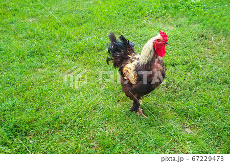 Cock flashy breed Brama, grazing on the green lawn Cock flashy breed Brama, grazing on the green lawn 67229473