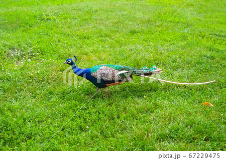 Peacock with a shabby tail on the green grass Peacock with a shabby tail on the green grass 67229475