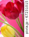 spring flowers banner - bunch of red and yellow 67231015