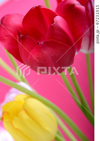 spring flowers banner - bunch of red and yellow 67231015