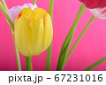 spring flowers banner - yellow tulip flowers on 67231016