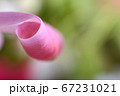 spring flowers banner - pink tulip flowers on 67231021