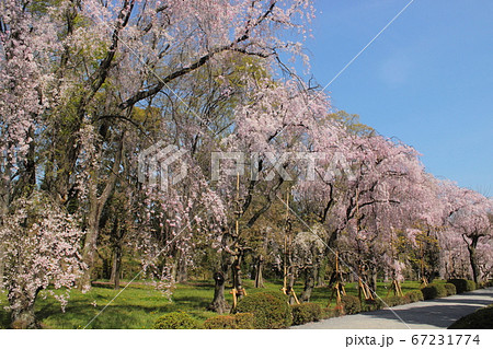 京都　二条城の枝垂れ桜 67231774