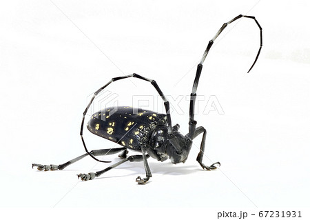 カミキリムシ (深度合成) カミキリムシ (深度合成) 67231931