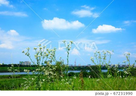 梅雨の谷間の荒川の川原のヒメジオンの花と青い空 67231990