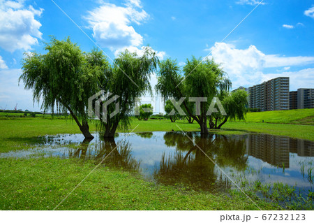 梅雨の谷間の荒川の川原のの水たまりと水面に映える景観　鴨 67232123