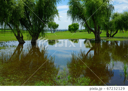 梅雨の谷間の荒川の川原のの水たまりと水面に映える景観　鴨 67232129