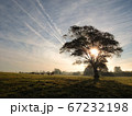 Rural sunrise scene with lonely tree 67232198