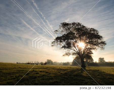 Rural sunrise scene with lonely tree 67232198