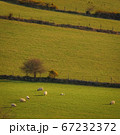 Irish sheep on the slopes 67232372