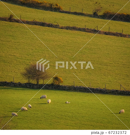 Irish sheep on the slopes 67232372