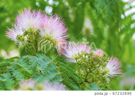 ねむの花 ねむの花 67232690