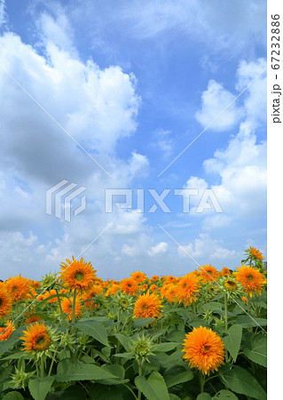 [定額] あけのひまわりフェスティバル ( 茨城県 筑西市 ) 67232886