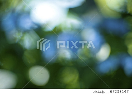 額紫陽花の目覚め 額紫陽花の目覚め 67233147