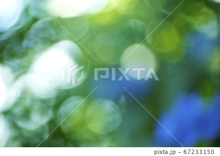 額紫陽花の目覚め 67233150