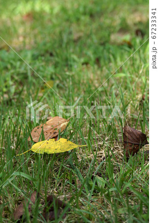 鳥取　四季の散歩　秋　不動滝 67233341