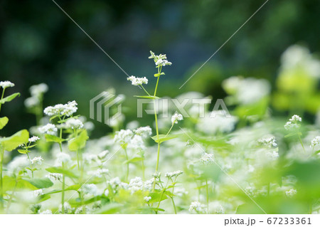 鳥取　四季の散歩　秋　不動滝 67233361
