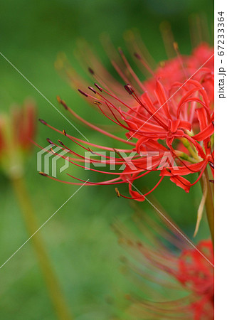 鳥取　四季の散歩　秋　不動滝 67233364