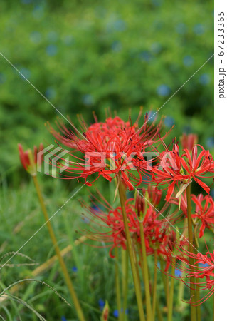 鳥取 四季の散歩 秋 不動滝 鳥取 四季の散歩 秋 不動滝 67233365