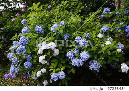 梅雨空に咲くアジサイの花 67233484