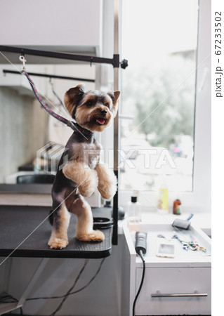 process of final shearing of a dog's hair with scissors. muzzle of a dog view process of final shearing of a dog's hair with scissors. muzzle of a dog view 67233502