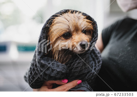 Wet Spitz under a towel. Animal care. 67233503