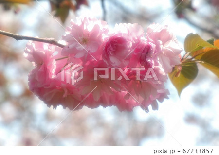 春の木の花:八重桜:やえざくら:天の川の土手の公園 春の木の花:八重桜:やえざくら:天の川の土手の公園 67233857