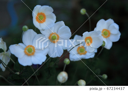 秋明菊 秋明菊 67234437