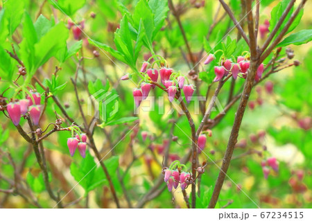 深山の風景 その2007 : 花と植物が織りなす風景 その2007 深山の風景 その2007 : 花と植物が織りなす風景 その2007 67234515