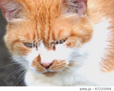 野性味あふれる目つきの鋭い猫 67235009