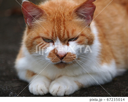 野性味あふれる目つきの鋭い猫 67235014