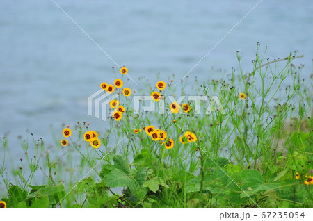 野生の花 67235054