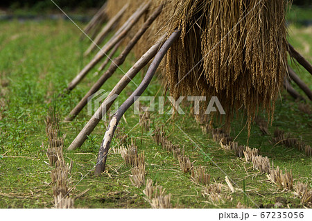 鳥取　四季の散歩　秋　不動滝 67235056