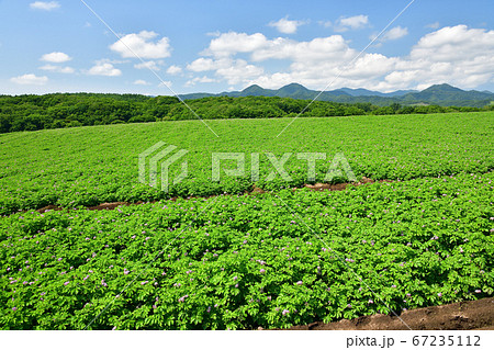 北海道厚沢部町で花が咲き始めたジャガイモ畑の夏の風景を撮影 67235112