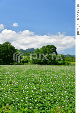 北海道厚沢部町で花が咲き始めたジャガイモ畑の夏の風景を撮影 67235130
