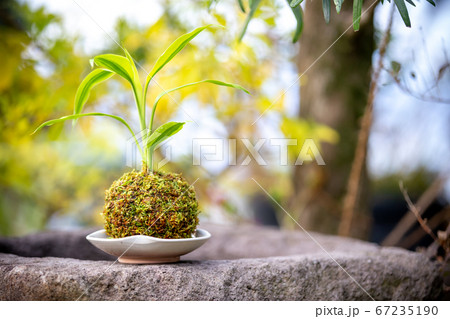 苔盆栽　和風なイメージ 67235190