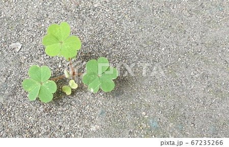 自然 外 植物 67235266