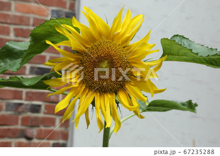 ヒマワリ 桔梗の花 か 67235288