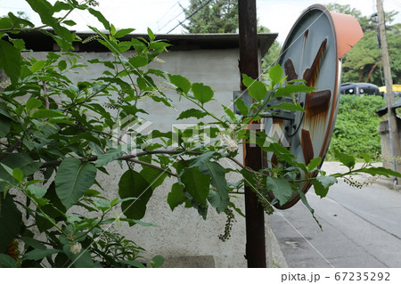 ヒマワリ 桔梗の花 か 67235292