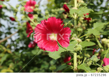 ヒマワリ 桔梗の花 か 67235296