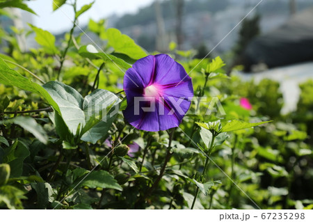 ヒマワリ 桔梗の花 か 67235298