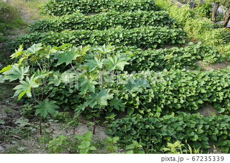 ヒマワリ 桔梗の花 か 67235339