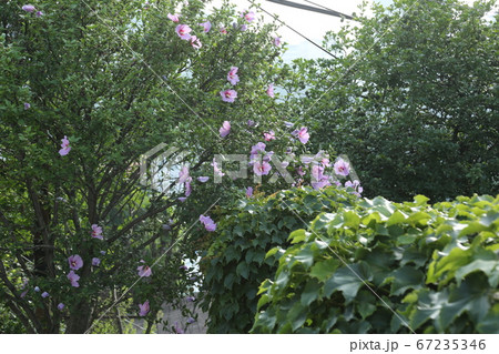 ヒマワリ 桔梗の花 か 67235346