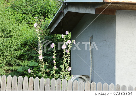 ヒマワリ 桔梗の花 か 67235354