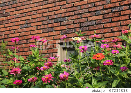 ヒマワリ 桔梗の花 か 67235358