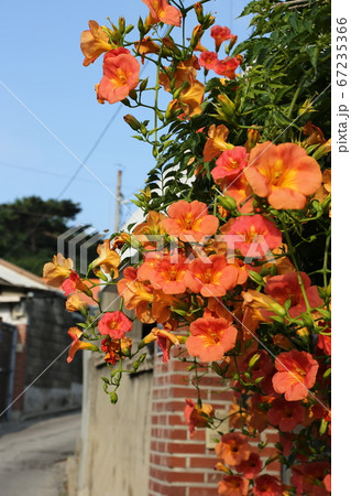 ヒマワリ 桔梗の花 か 67235366