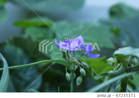 ヒマワリ 桔梗の花 か 67235371