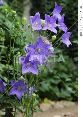 ヒマワリ 桔梗の花 か 67235381